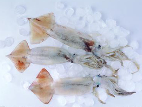 魷魚(yú)